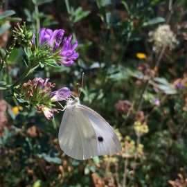 Ein weiterer gerne gesehener Gast bei unserer Kräuterführung: Ein Schmetterling