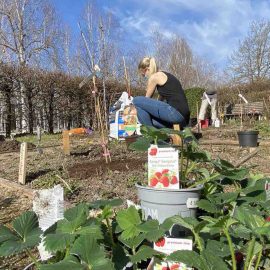 Wir pflanzen Erdbeeren, Johannis- und Stachelbeeren