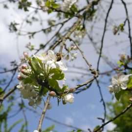 Hoch in einem Baum nascht eine Biene von einer Blüte, im Hintergrund ein herrlicher blau-weißer Himmel