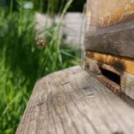 Eine Biene düst in ihr Zuhause den Bienenstock zurück und setzt zur Landung an, das Fahrwerk ist bereits ausgefahren