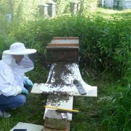 Ein ganz außergewöhnliches Schauspiel: Tausende Bienen laufen durch das Flugloch in die Bienenkiste hinein