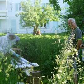 Staunend und mit einem Lächeln beobachten wir von der Essbaren Stadt die Prozession der Bienen in die Bienenkiste