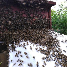 Die Bienen laufen in einer Prozession auf einem weißen Tuch bergauf in die Bienenkiste hinein