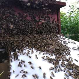 Die Bienen laufen in einer Prozession auf einem weißen Tuch bergauf in die Bienenkiste hinein