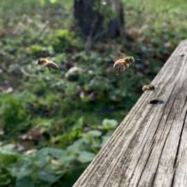 Einige Bienen fliegen - auf dem Foto wie eingefrohren - in ihr Zuhause, den Bienenstock zurück