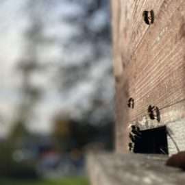 Im herbstlichen Licht bei warmen Temperaturen sitzen einige Bienen an der Bienenkiste und sonnen sich