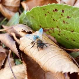 Eine einzelne Biene sitzt mitten im Herbstlaub auf einem Blatt, viele Details wie Beine und Flügel sind gut zu erkennen