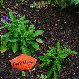 Schilder aus Ton mit Beschreibungen der Pflanzen, hier Kornblumen