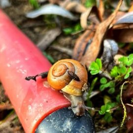 Auf einem Gartengerät kriecht eine kleine Schnecke zielstrebig einem leckeren Blatt entgegen