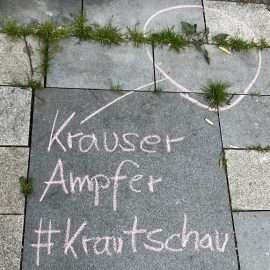 Wir laden am Tag der Erde zu #Krautschau Spaziergängen ein, d.h. wir spüren in der nahen Umgebung Kräuter auf, die sich scheinbar in Ritzen der Strasse und anderen Ecken verstecken, und markieren diese gut sichtbar mit Kreide. Im Bild zu sehen ein Krauser Ampfer, markiert mit Kreide, darunter der Hashtag #Krautschau