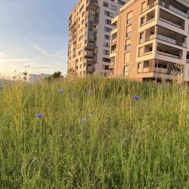 Mit Anwohner:innen haben wir im Herbst 2021 auf dem Flugfeldkreisel den Boden vorbereitet und mit Kindern die Saat ausgebracht - nun blühen schon kleine und größere Blumen