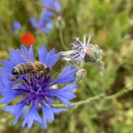 Auch die Bienen haben den bunten und farbenfrohen Flugfeldkreisel entdeckt und bedienen sich ...